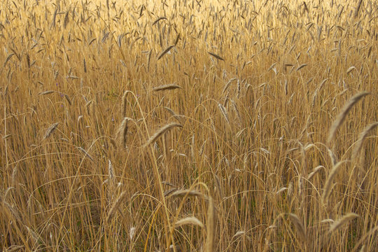 Feld mit Weichweizen
