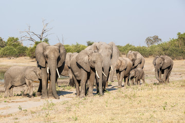 Fototapeta na wymiar elephant herd
