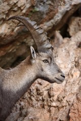 Alpine Ibex