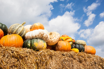 pumpkin harvest