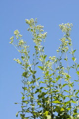 青空をバックにステビアの花