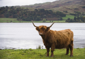 Highland Cow © hjpix
