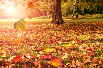 herbstbaum im park