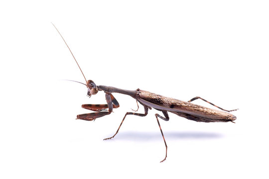 Mantis (Parasphendale affinis)