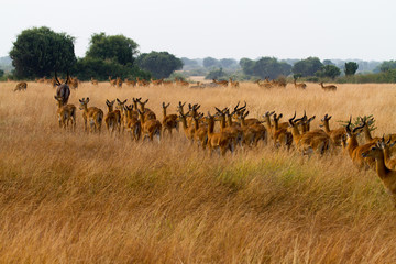 Wild life at sunset