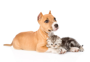stafford puppy and scottish kitten together. isolated on white b