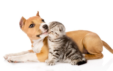 stafford puppy licks a scottish kitten. isolated on white backgr