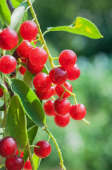Bird Cherry  tree (Prunus padus)
