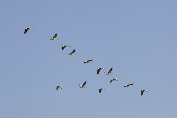 geese flying in blue sky