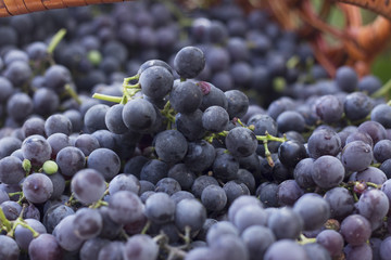 baskets with nature grapes