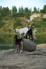 symbol of the year-goat