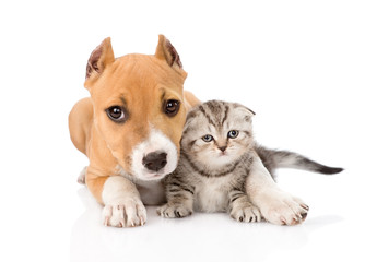stafford puppy embracing small scottish kitten. isolated on whit