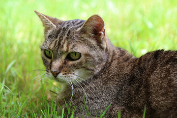 Chat