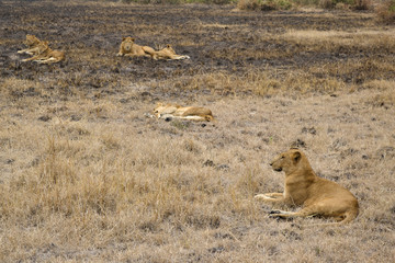 lions in the African bush