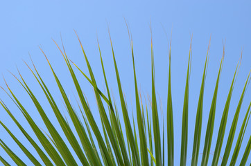 Leaves of fan-shaped Trachycarpus palm tree