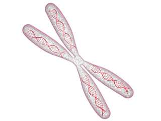 Chromosome avec ADN sur fond blanc