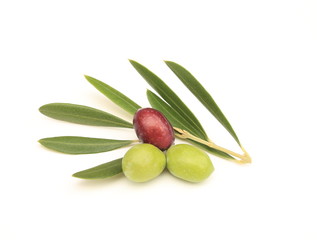 オリーブの実