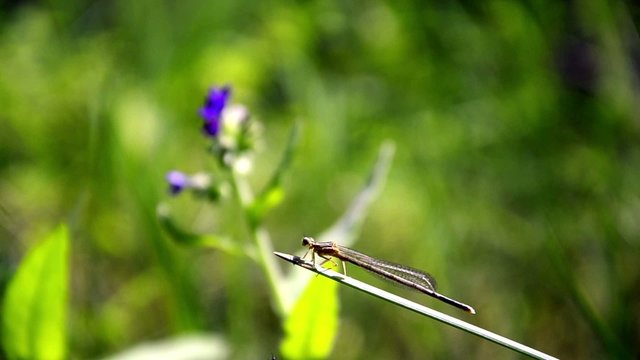 Dragonfly resting on leaf, closeup