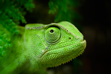 Green chameleon