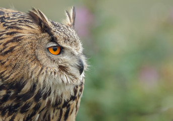 Eagle owl frown