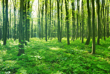 Obrazy na Szkle  zielony las