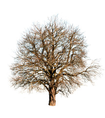 nude tree isolated