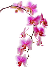  Pink flowers orchid on a white background. 