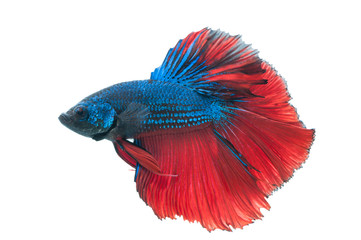 beautiful betta splendens isolated on white background