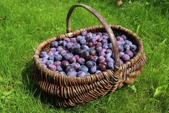 Prunes