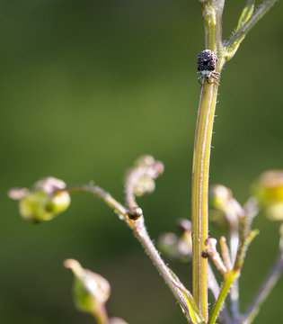 Figwort Weevil - Cionus scrophulariae