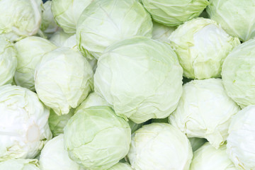 Cabbage arrange in a row