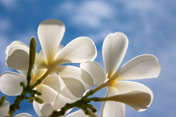 Fototapeta na wymiar White Plumeria flowers