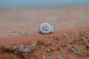 Snailshell on a wall
