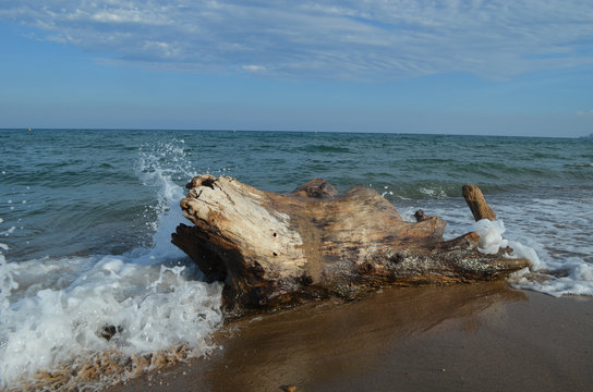waves hitting dead tree on beach