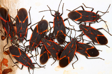Boxelder Bugs Midwest United States