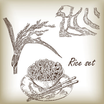 Rice set. Spikelet of rice, rice porridge, rice field vector