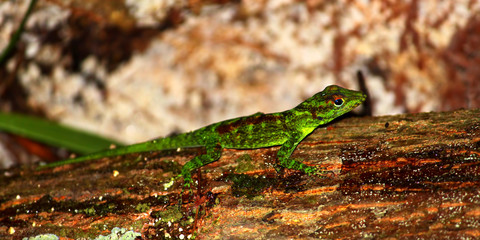 Anole at Toro Negro State Forest Puerto Rico
