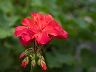 紅いテンジクアオイ