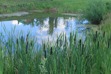 reeds in a pond