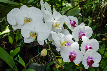 White orkids in the garden