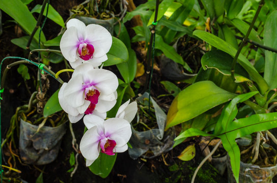 White orkids in the garden