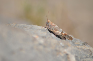 Tiny brown grasshopper on a rock