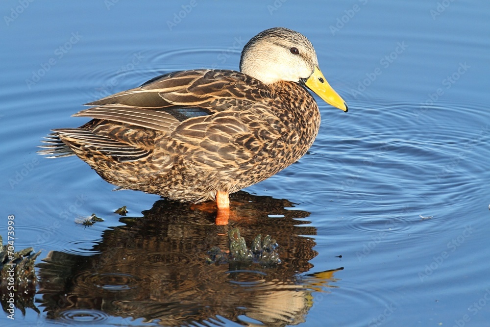 Wall mural Male Mottled Duck In The Florida Everglades