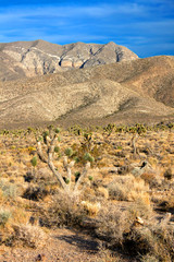Joshua Trees (Yucca brevifolia) Nevada