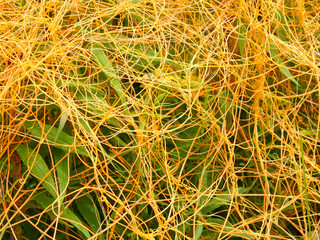 Dodder Illinois Prairie