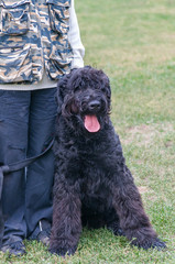 Black Russian Terrier dog sitting near the master's legs