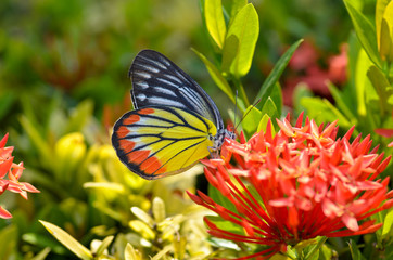 Close up of the Plain Tiger butterfly perching on red Ixora flow