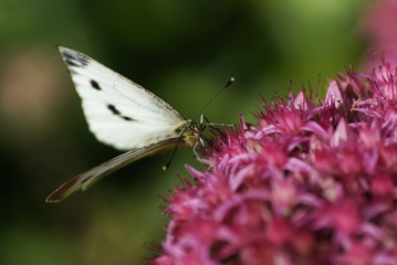 Schmetterling