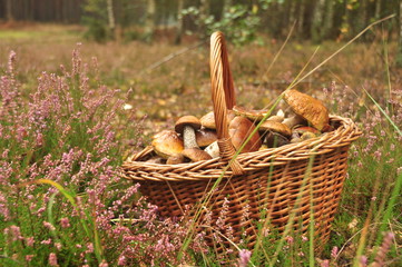 koszyk grzybów w lesie