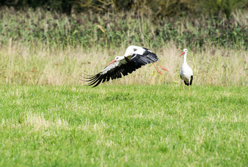 Obraz na płótnie Canvas Flying White Stork